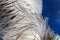 Ostrich feather texture on blue