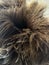 Ostrich feathers