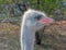 Ostrich female head