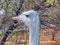 Ostrich female head