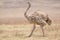 Ostrich female in Ngorongoro