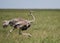 Ostrich Female Running