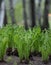 Ostrich fern Matteuccia struthiopteris