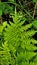 Ostrich Fern Pattern