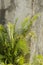 Ostrich Fern By The Wall