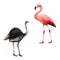 Ostrich, flamingo