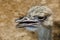 Ostrich flightless bird