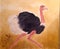 Ostrich ,Flightless bird Black white feather