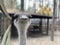 Ostrich in the forest zoo, close-up. The head of an adult ostrich. Ostrich farm in the forest