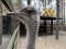 Ostrich in the forest zoo, close-up. The head of an adult ostrich. Ostrich farm in the forest