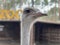 Ostrich in the forest zoo, close-up. The head of an adult ostrich. Ostrich farm in the middle of the forest