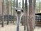 Ostrich in the forest zoo, close-up. The head of an adult ostrich. Ostrich farm in the middle of the forest