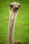 Ostrich in Fota Wildlife Park
