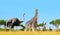 Ostrich with giraffes and antelopes on the savanna.