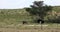 Ostrich in green Kalahari, Africa wildlife safari