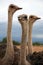 Ostrich in a group