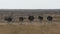 Ostrich group Etosha Namibia