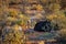 Ostrich guarding its eggs in the Kalahari desert of Namibia