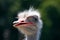 Ostrich head. Bird front portrait close up