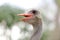 Ostrich head close up