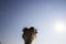 Ostrich head close up in ostrich farm. Ostriches in the paddock on the farm. Funny and strange ostrich looks into the