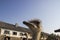 Ostrich head close up in ostrich farm. Ostriches in the paddock on the farm. Funny and strange ostrich looks into the