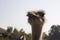 Ostrich head close up in ostrich farm. Ostriches in the paddock on the farm. Funny and strange ostrich looks into the