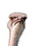 Ostrich head close-up on a white background with clipping path