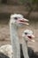 Ostrich head closeup