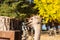 Ostrich head with long neck at the farm in Nami Island,South Korea