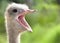 Ostrich head with open mouth.