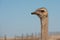Ostrich head portrait outdoors, copy space