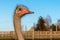 The ostrich head with visibility of the third eyelid of the eye of white color