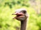 Ostrich head. Wild birds Portrait