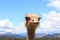 ostrich headshot with blue sky background