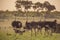 Ostrich herd on savanna plain