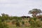 Ostrich Herd in Tsavo Ost Kenya