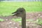 Ostrich inside a farm in Taiwan, Asia