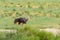 Ostrich, in Kalahari,South Africa wildlife safari