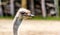 Ostrich keeps a waery eye. Auckland Zoo, Auckland, New Zealand