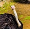Ostrich keeps a waery eye out.. Auckland Zoo Auckland New Zealand