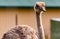 Ostrich keeps a waery eye. Wildlife Discovery Park, Innisfil, Alberta
