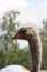 Ostrich is the largest non-flying bird