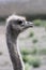 Ostrich is the largest non-flying bird