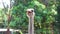 Ostrich or Latin name Struthio camelus , burung onta indonesian name,