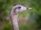 Ostrich looking bird, the Rhea, popular in South America