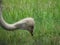 Ostrich looking for food in the tall grass on a hot summer day