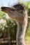 Ostrich looking meaningful
