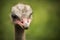 Ostrich looking menacingly to the camera