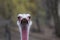 Ostrich looks annoyed